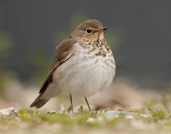 Swainson's Thrush Catharus ustulatus
