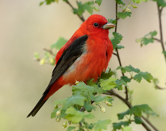 Scarlet Tanager Piranga olivacea