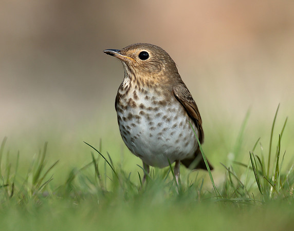 Swainson's Thrush Catharus ustulatus
