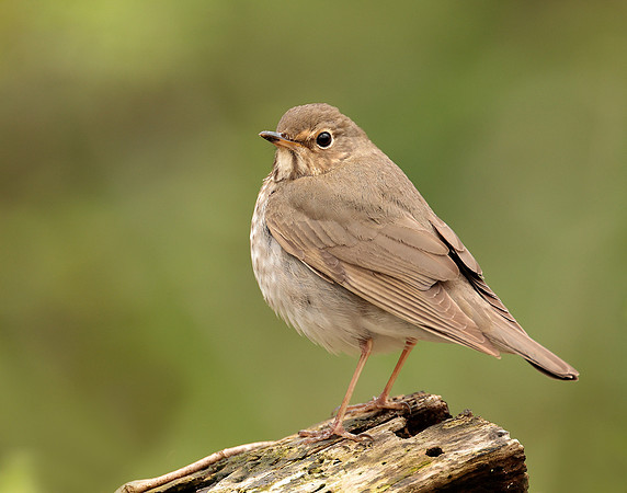 Swainson's Thrush Catharus ustulatus