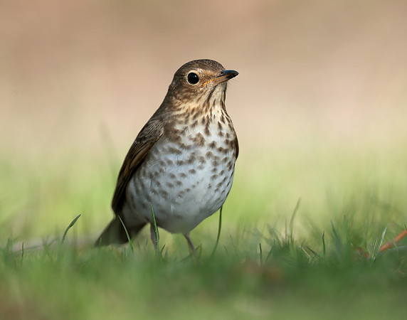 Swainson's Thrush Catharus ustulatus