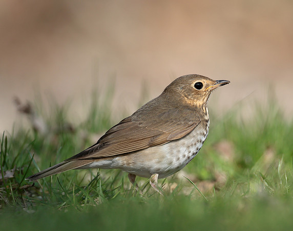 Swainson's Thrush Catharus ustulatus