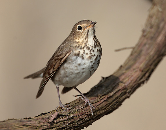 Swainson's Thrush Catharus ustulatus