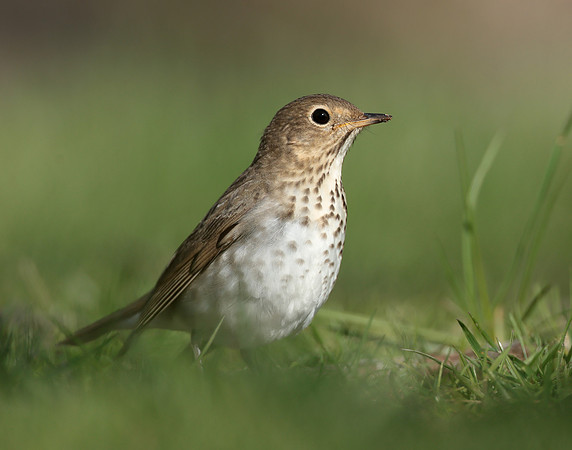 Swainson's Thrush Catharus ustulatus