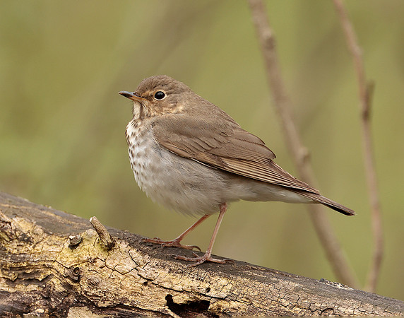 Swainson's Thrush Catharus ustulatus
