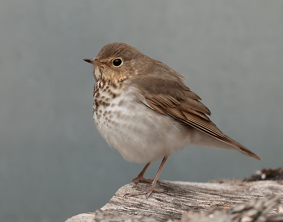 Swainson's Thrush Catharus ustulatus