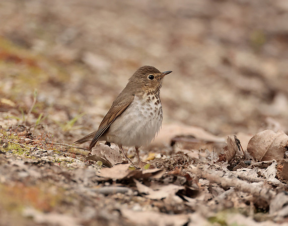 Swainson's Thrush Catharus ustulatus