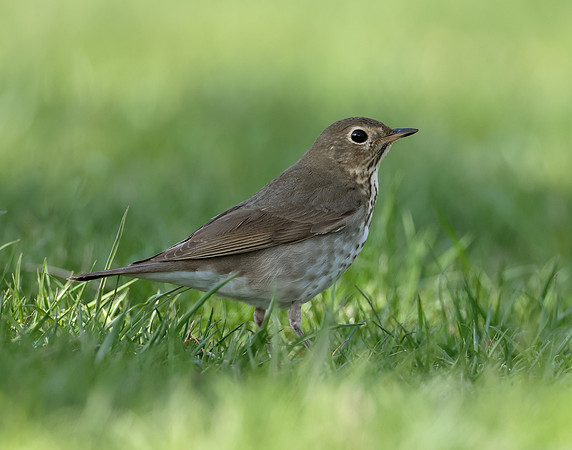 Swainson's Thrush Catharus ustulatus