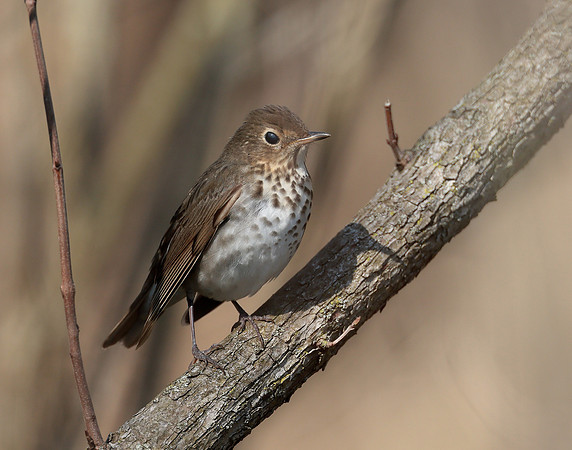 Swainson's Thrush Catharus ustulatus