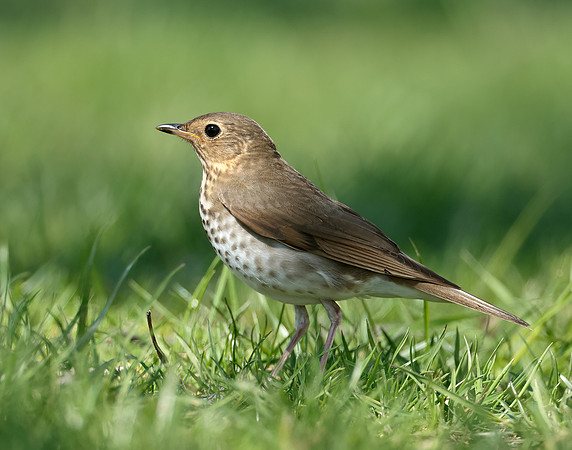 Swainson's Thrush Catharus ustulatus