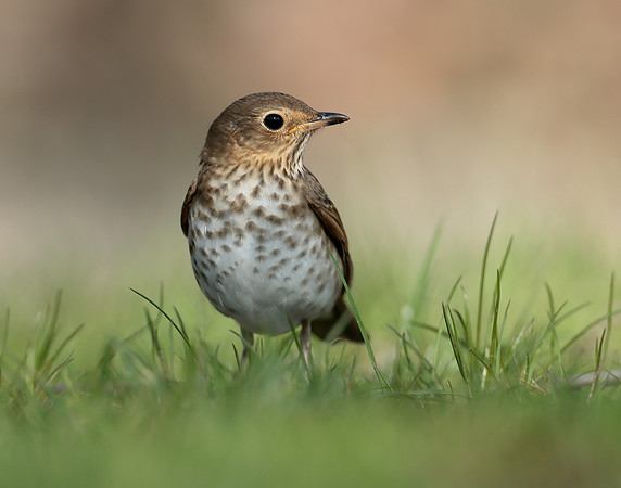 Swainson's Thrush Catharus ustulatus