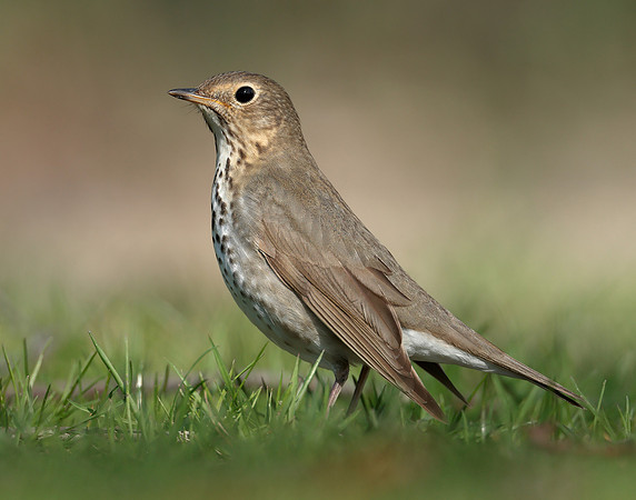 Swainson's Thrush Catharus ustulatus