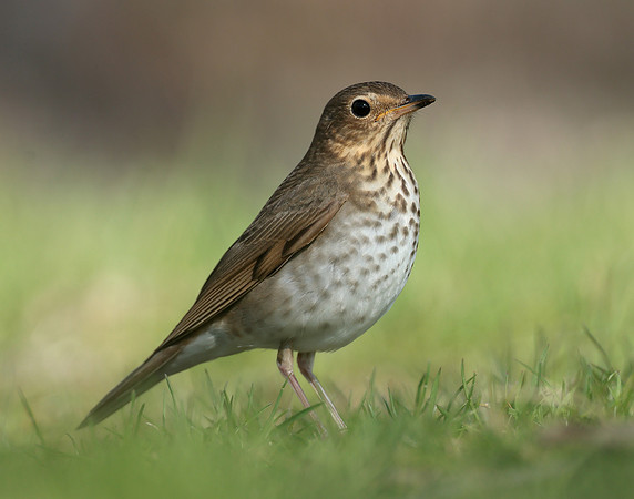 Swainson's Thrush Catharus ustulatus