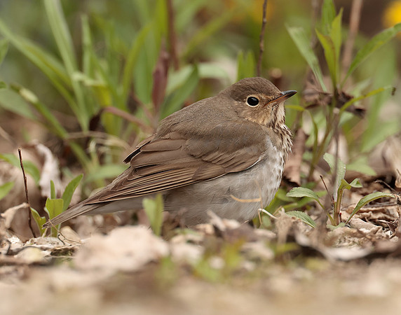 Swainson's Thrush Catharus ustulatus