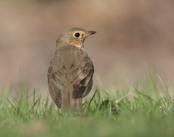 Swainson's Thrush Catharus ustulatus
