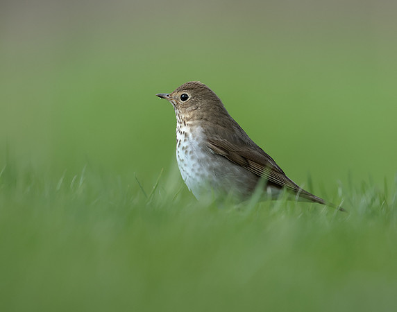 Swainson's Thrush Catharus ustulatus