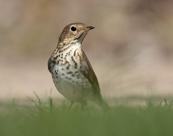 Swainson's Thrush Catharus ustulatus