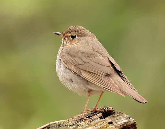 Swainson's Thrush Catharus ustulatus