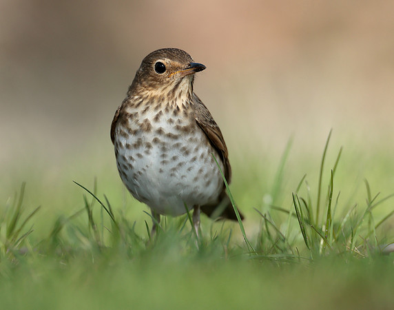 Swainson's Thrush Catharus ustulatus