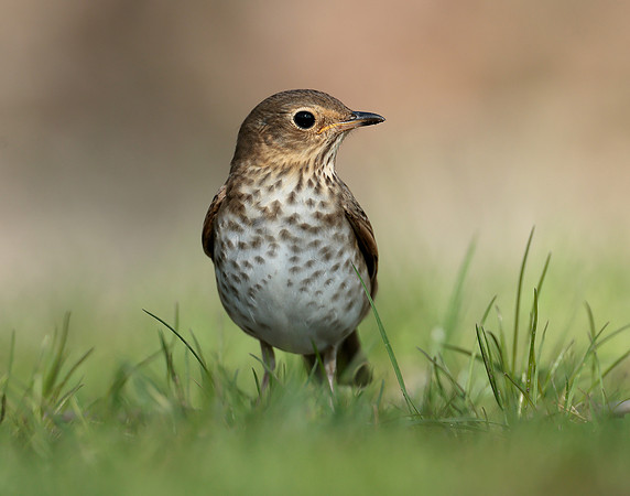 Swainson's Thrush Catharus ustulatus