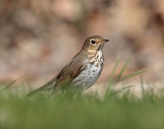 Swainson's Thrush Catharus ustulatus