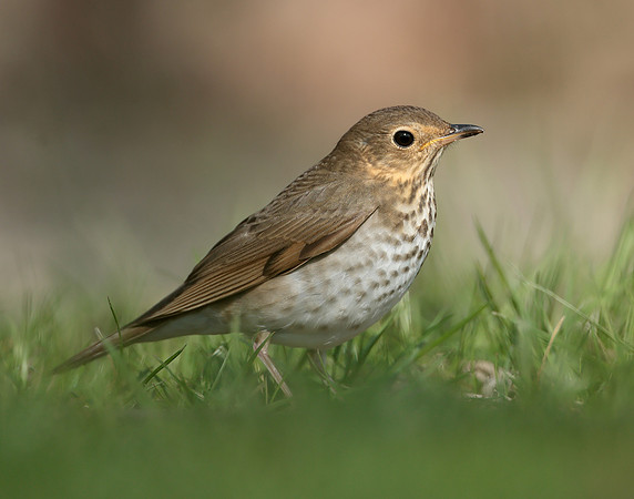 Swainson's Thrush Catharus ustulatus