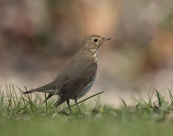 Swainson's Thrush Catharus ustulatus