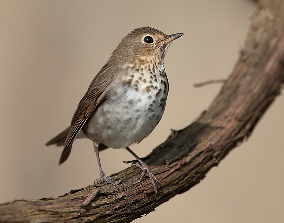 Swainson's Thrush Catharus ustulatus