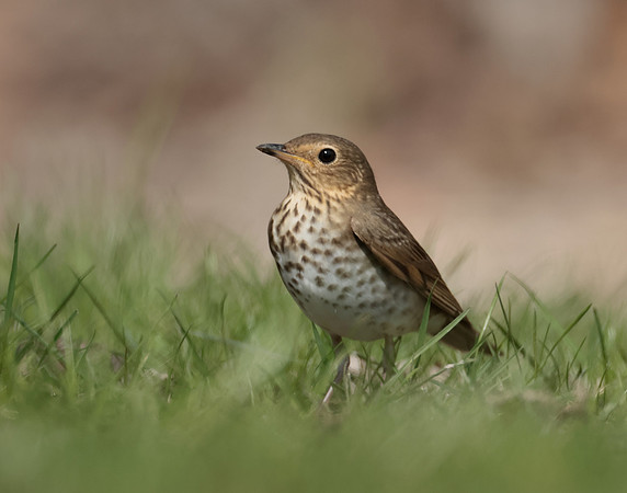 Swainson's Thrush Catharus ustulatus