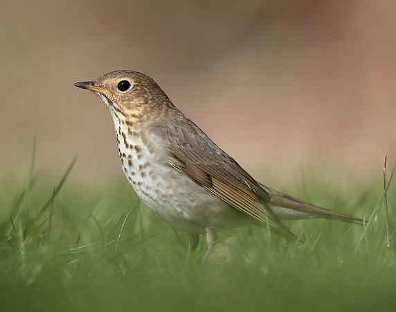 Swainson's Thrush Catharus ustulatus
