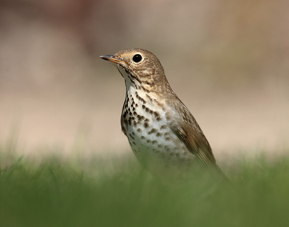 Swainson's Thrush Catharus ustulatus