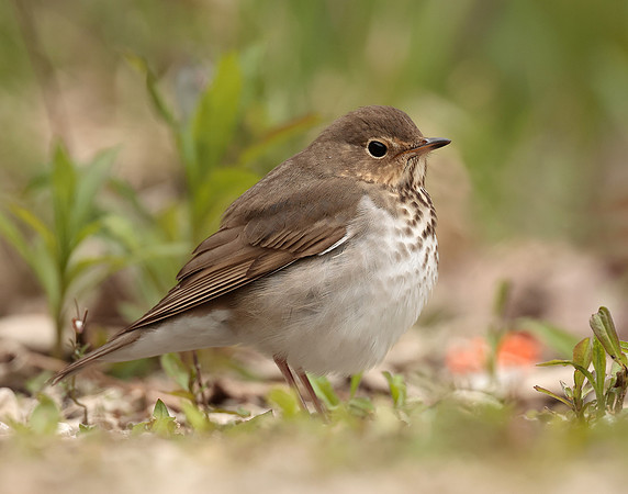 Swainson's Thrush Catharus ustulatus