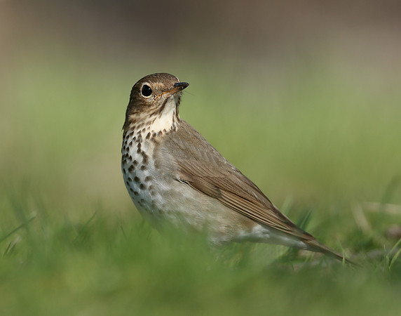 Swainson's Thrush Catharus ustulatus