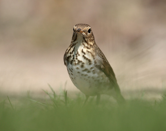 Swainson's Thrush Catharus ustulatus