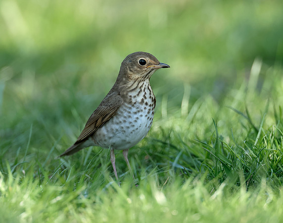 Swainson's Thrush Catharus ustulatus