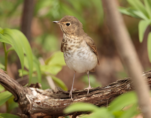 Swainson's Thrush Catharus ustulatus