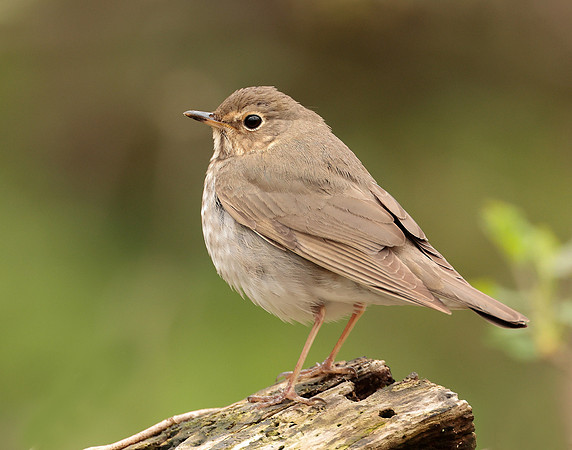 Swainson's Thrush Catharus ustulatus