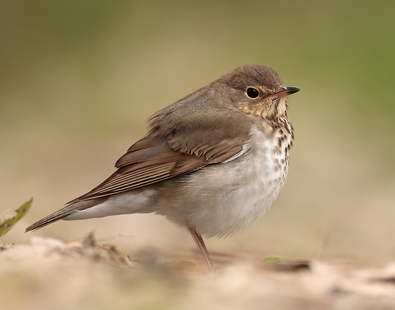 Swainson's Thrush Catharus ustulatus
