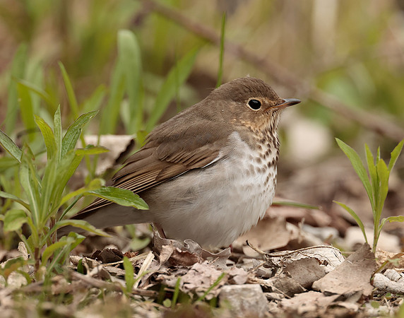 Swainson's Thrush Catharus ustulatus