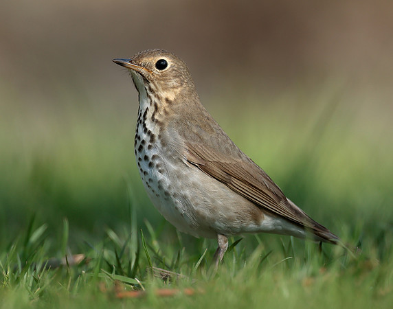 Swainson's Thrush Catharus ustulatus