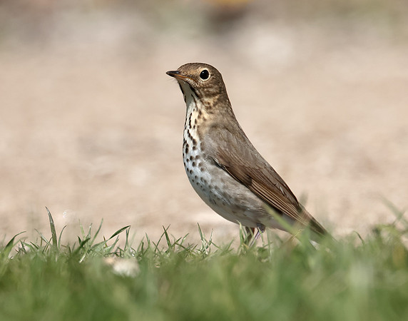 Swainson's Thrush Catharus ustulatus