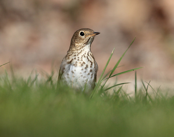 Swainson's Thrush Catharus ustulatus