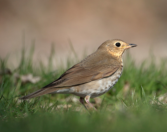 Swainson's Thrush Catharus ustulatus