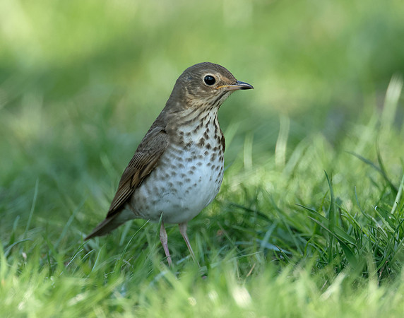 Swainson's Thrush Catharus ustulatus