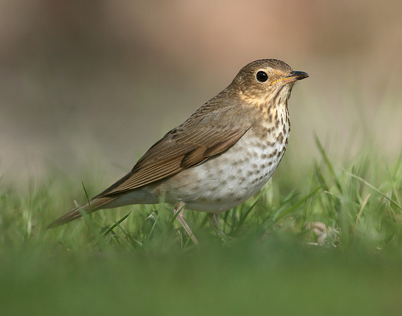 Swainson's Thrush Catharus ustulatus