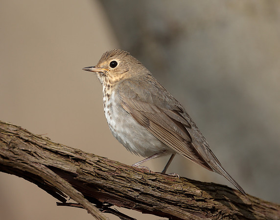 Swainson's Thrush Catharus ustulatus