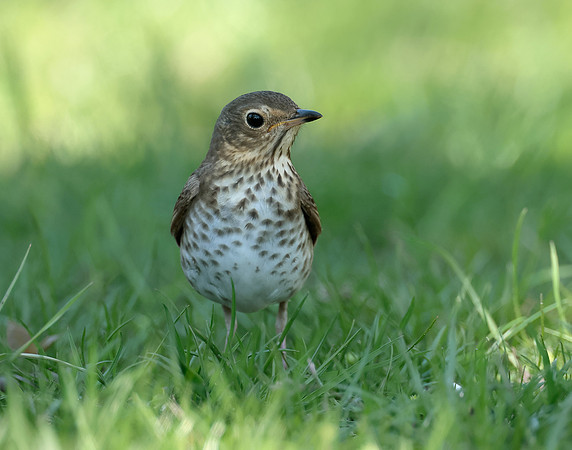 Swainson's Thrush Catharus ustulatus