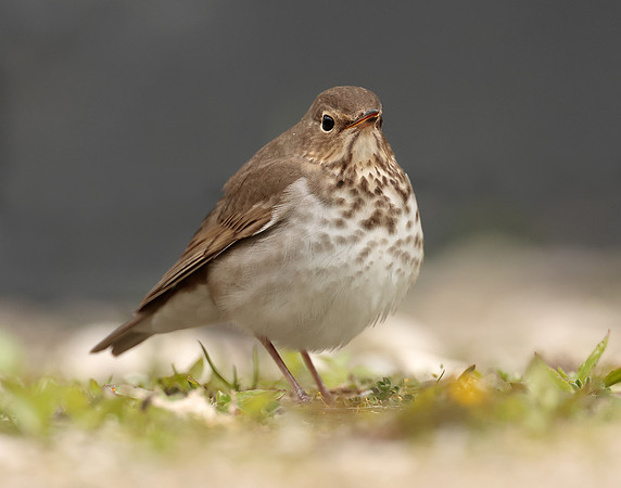 Swainson's Thrush Catharus ustulatus