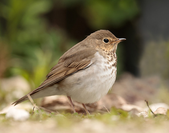 Swainson's Thrush Catharus ustulatus