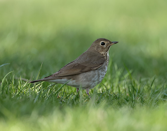 Swainson's Thrush Catharus ustulatus